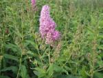 Spiraea billardii Triumphans