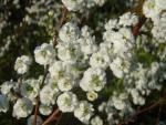 Spiraea prunifolia Plena