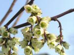 Stachyurus praecox - Schweifähre, Perlschweif