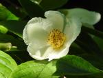 Stewartia pseudocamellia - Scheinkamelie