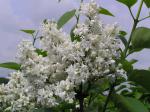 Syringa vulgaris Hybride Mme Lemoine - Ädelsyren Mme Lemoine