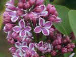 Syringa vulgaris Hybride Sensation