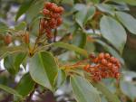 Trochodendron aralioides - Trocho-Baum