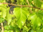 Betula pendula Golden Cloud