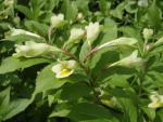 Weigela maximowiczii - Japansk gullprakttry