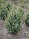 Juniperus communis Meyer