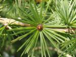 Larix leptolepis - Japanische Lärche