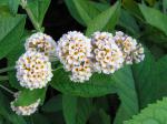 Buddleja Sungold