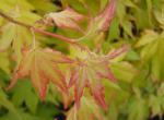 Acer palmatum Orange Dream - Fächerahorn Orange Dream