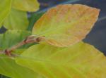 Fagus sylvatica Dawyck Gold - Säulen-Goldbuche