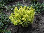 Berberis thunbergii Bonanza Gold - Goldberberitze Bonanza Gold