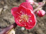 Prunus persica Melred