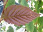 Avenbok Purpurea, Carpinus betulus Purpurea, rödbladig avenbok