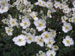 .Anemone japonica Honorine Jobert - Anemone, Herbst-Anemone Honorine Jobert