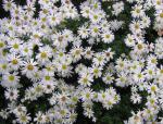 .Aster dumosus Schneekissen