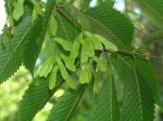 Acer carpinifolium - Avenbokslönn