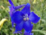 .Delphinium belladonna Atlantis - Rittersporn Atlantis