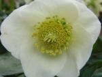 .Helleborus niger