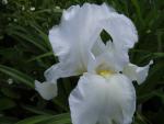 .Iris barbata elatior weiß