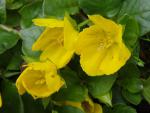 Blüte beim Pfennigkraut, Lysimachia nummularia