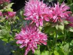 .Monarda fistulosa Marshalls Delight - Indianernessel Marshalls Delight