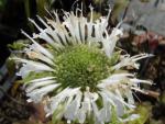 .Monarda fistulosa Schneewittchen - Indianernessel Schneewittchen