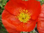 .Papaver nudicaule - Island-Mohn