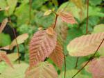 Carpinus caroliniana