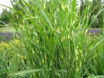 .Miscanthus sinensis Zebrinus