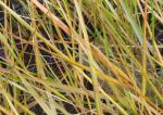 .Stipa arundinacea