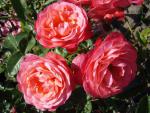 Rosa Rosanna ®