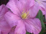 Clematis Comtesse de Bouchaud