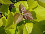 Catalpa bignonioides Aurea