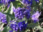 Skäggbuske Blauer Spatz, Caryopteris clandonensis Blauer Spatz