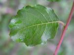 Salix tarraconensis - Tarragona-Weide