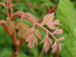 Koelreuteria paniculata Coral Sun® - Lampionbaum Coral Sun