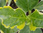 Hydrangea macrophylla Pirates Gold®