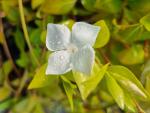 Stor vintergröna Alba, Vinca major Alba