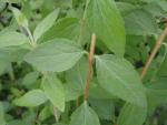 Philadelphus microphyllus - Småbladig schersmin