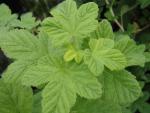 Ribes sanguineum Carneum - Zierjohannisbeere Carneum