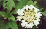 Viburnum opulus Compactum - Zwerg-Schneeball Compactum