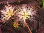 Albizia julibrissin Summer Chocolate