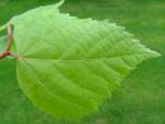 Tilia amurensis - Amur-Linde