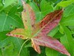 Liquidambar styraciflua Slender Silhouette - Amberbaum Slender Silhouette