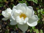 Rosa pimpinellifolia Flora Plena