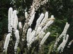 .Actaea simplex