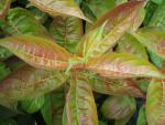 Weigela florida Wings of Fire