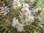 Sorbaria sorbifolia Sem