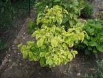 Cornus florida Rainbow