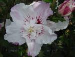 Weiß-rosa Blüte von Hibiscus Pinky Spot